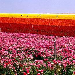 FromSoftware提醒玩家 尽量别剧透《艾尔登法环》